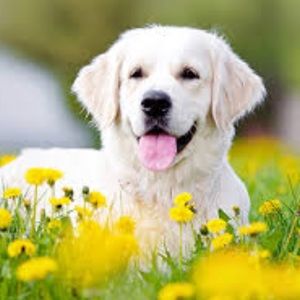 Meet your Posher, Millie